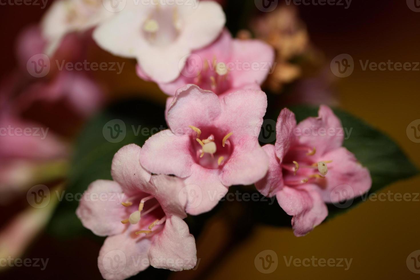 flor, flor, cerca, weigela, florida, familia caprifoliaceae foto