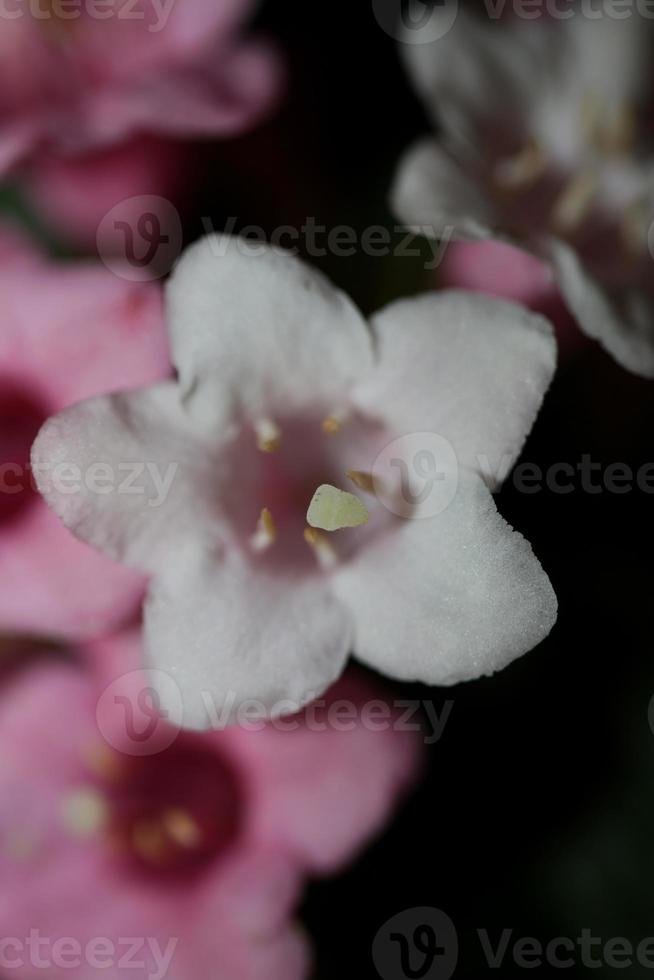 flor, flor, cerca, weigela, florida, familia caprifoliaceae foto