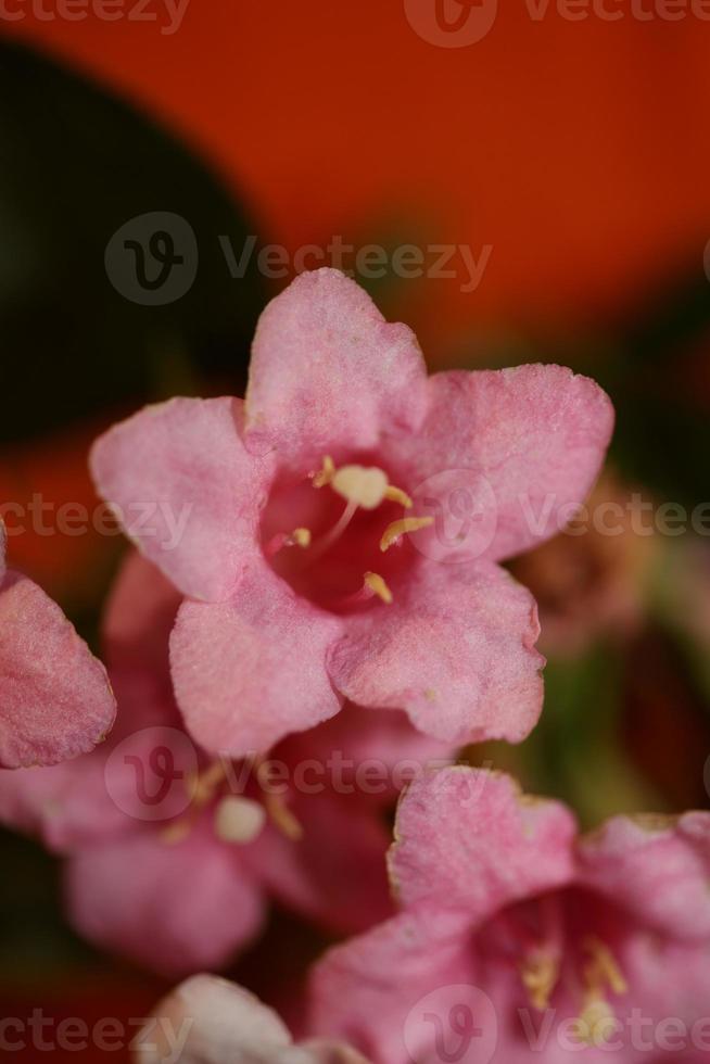 flor, flor, cerca, weigela, florida, familia caprifoliaceae foto