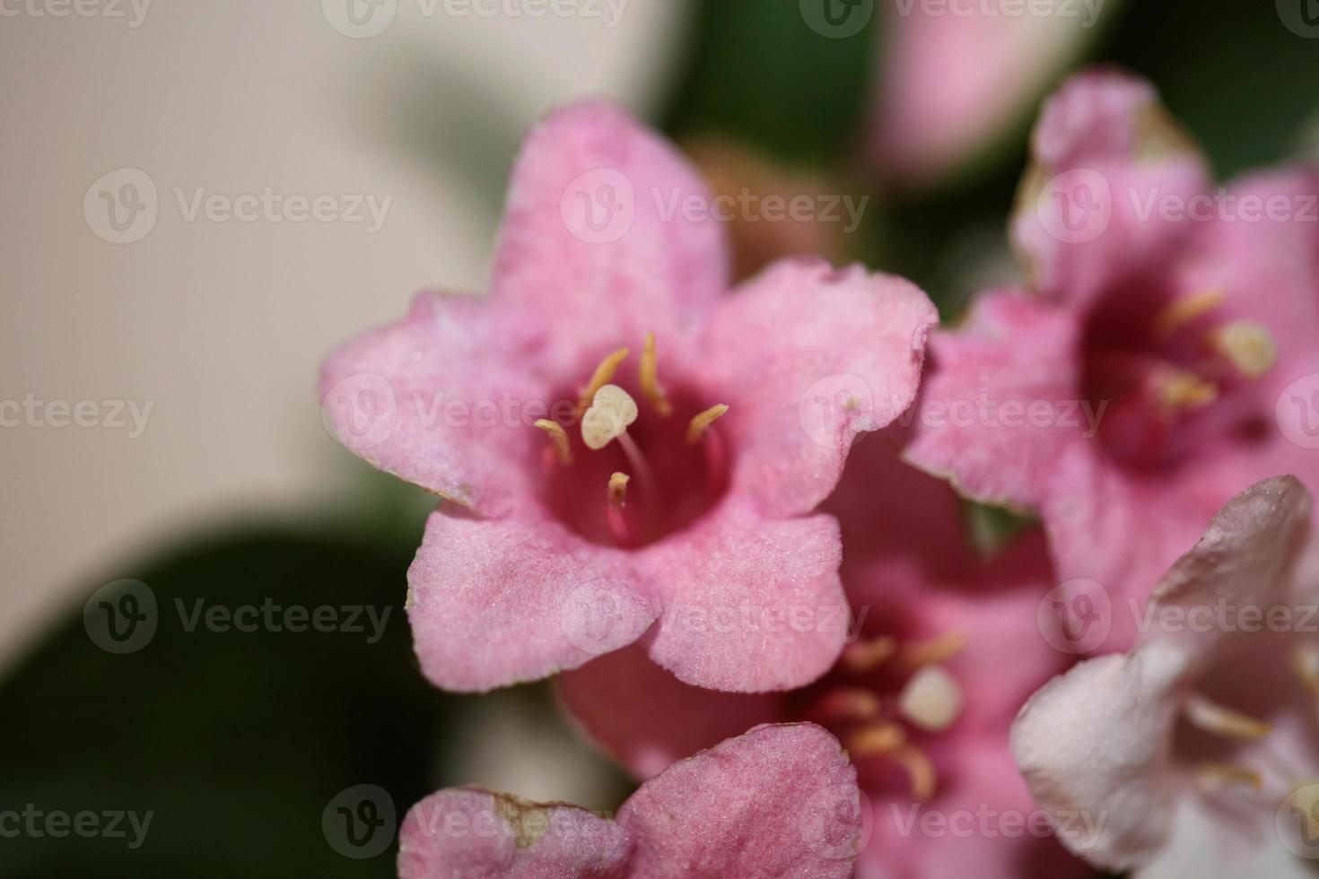 flor, flor, cerca, weigela, florida, familia caprifoliaceae foto