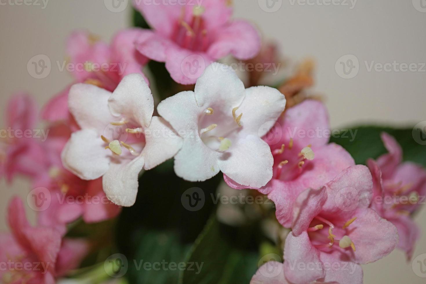 flor, flor, cerca, weigela, florida, familia caprifoliaceae foto