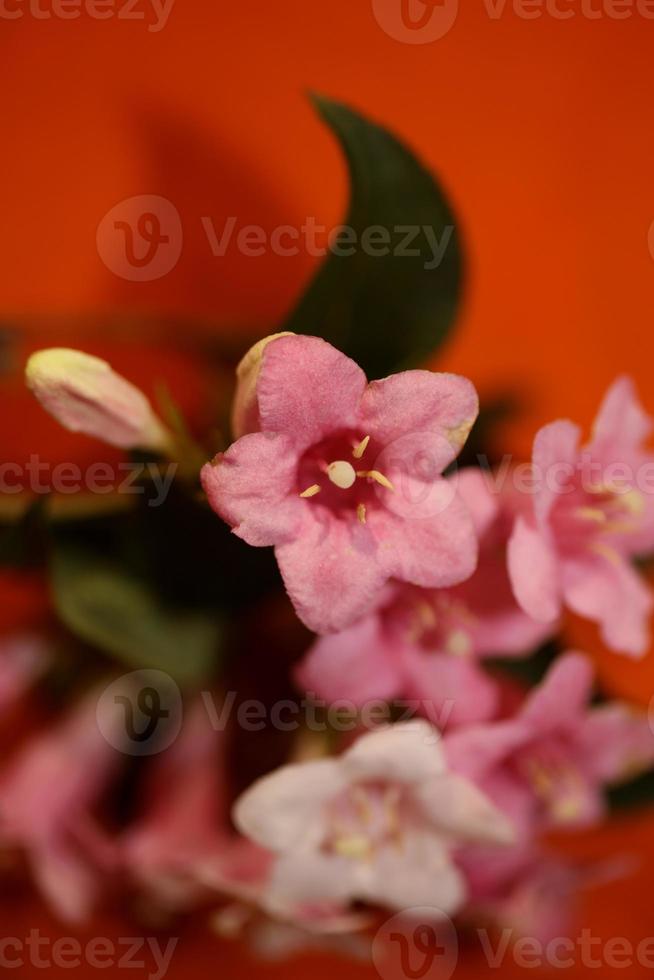 Flower blossom close up weigela florida family caprifoliaceae photo