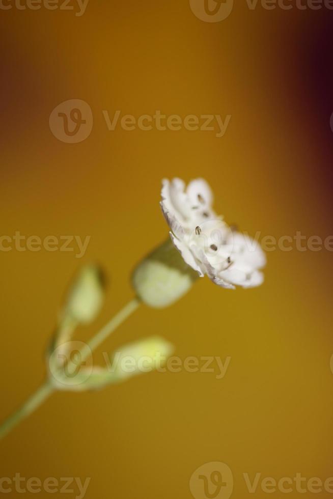 Flower blossom close up background botanical high quality big size photo