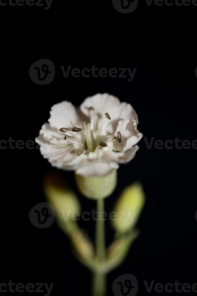 flor flor cerrar fondo botánico alta calidad gran tamaño foto