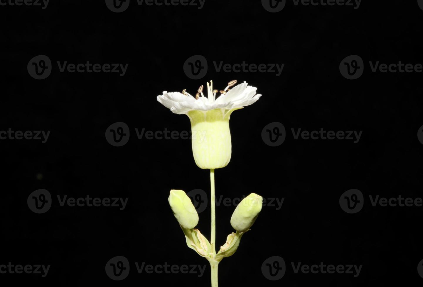 Flower blossom close up background botanical high quality big size photo