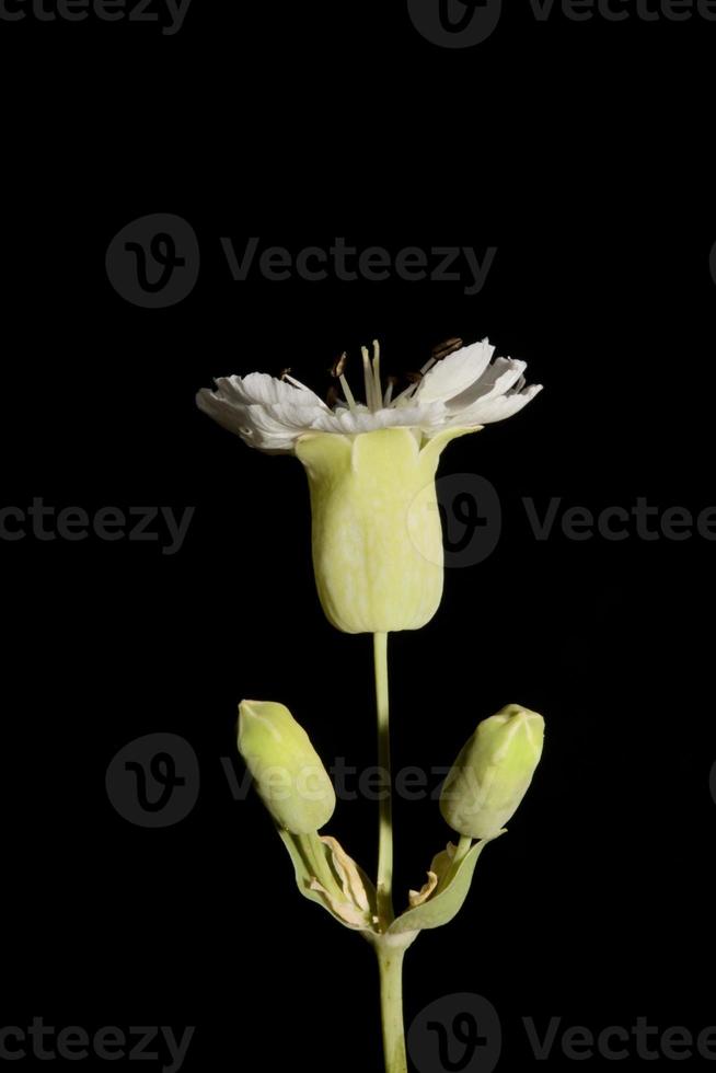 flor flor cerrar fondo botánico alta calidad gran tamaño foto