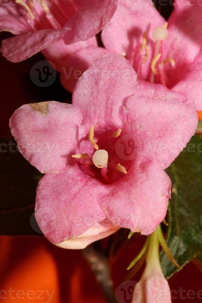 flor, flor, cerca, weigela, florida, familia caprifoliaceae foto