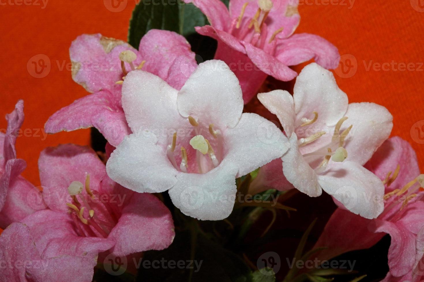 Flower blossom close up weigela florida family caprifoliaceae photo