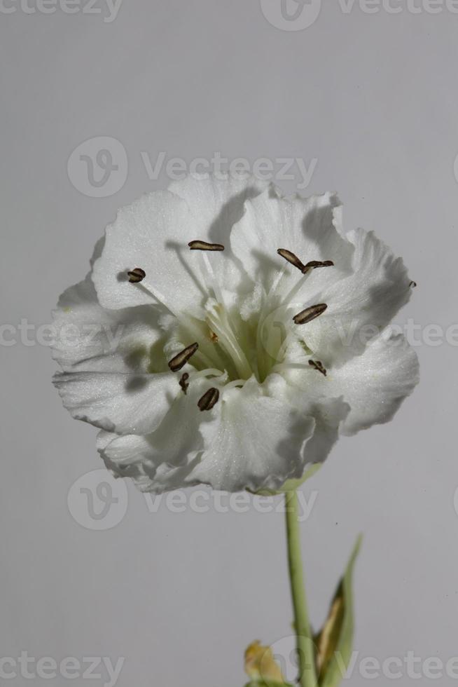 Flower blossom close up background botanical high quality big size photo