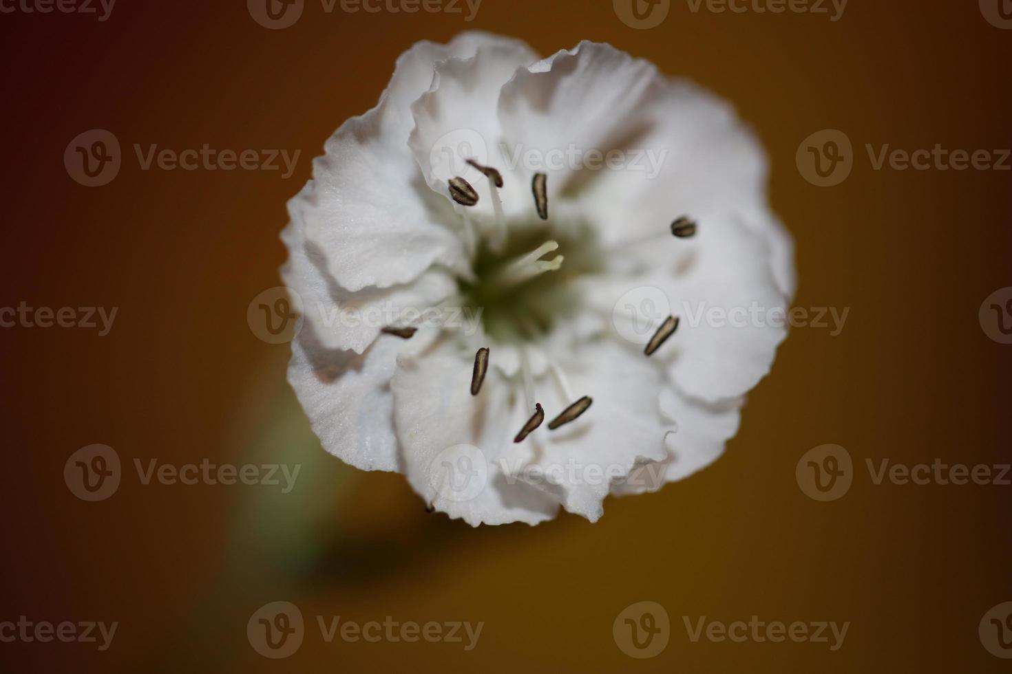 Flower blossom close up background botanical high quality big size photo