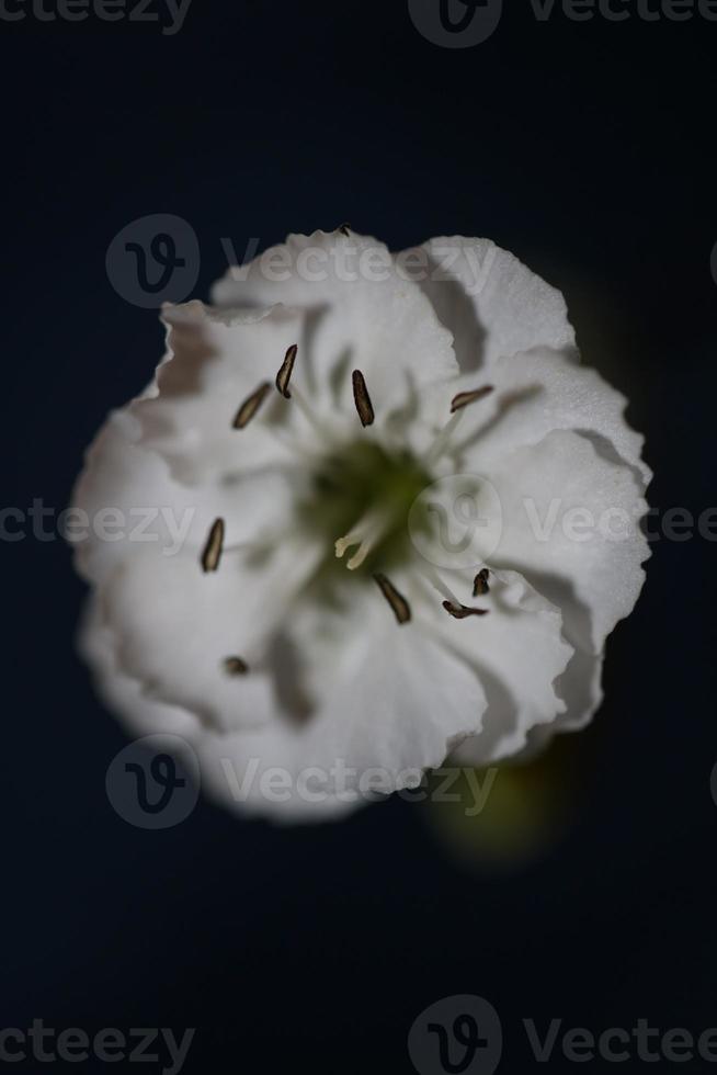 Flower blossom close up background botanical high quality big size photo