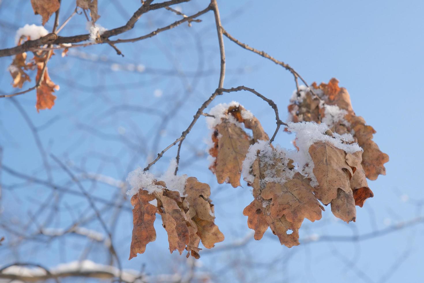 a branch with a dry and dead brown oak tree leaf on the cold photo