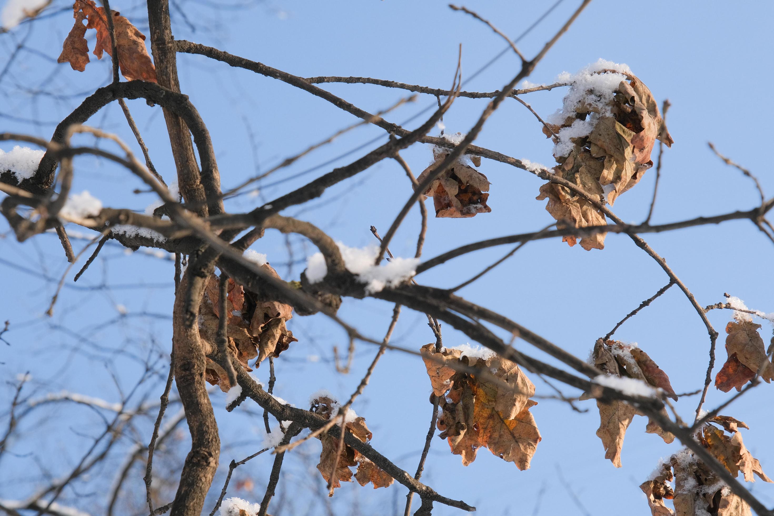 A brown leaf hanging from a tree branch. Beech leaf winter leaf dried leaves.  - PICRYL - Public Domain Media Search Engine Public Domain Search