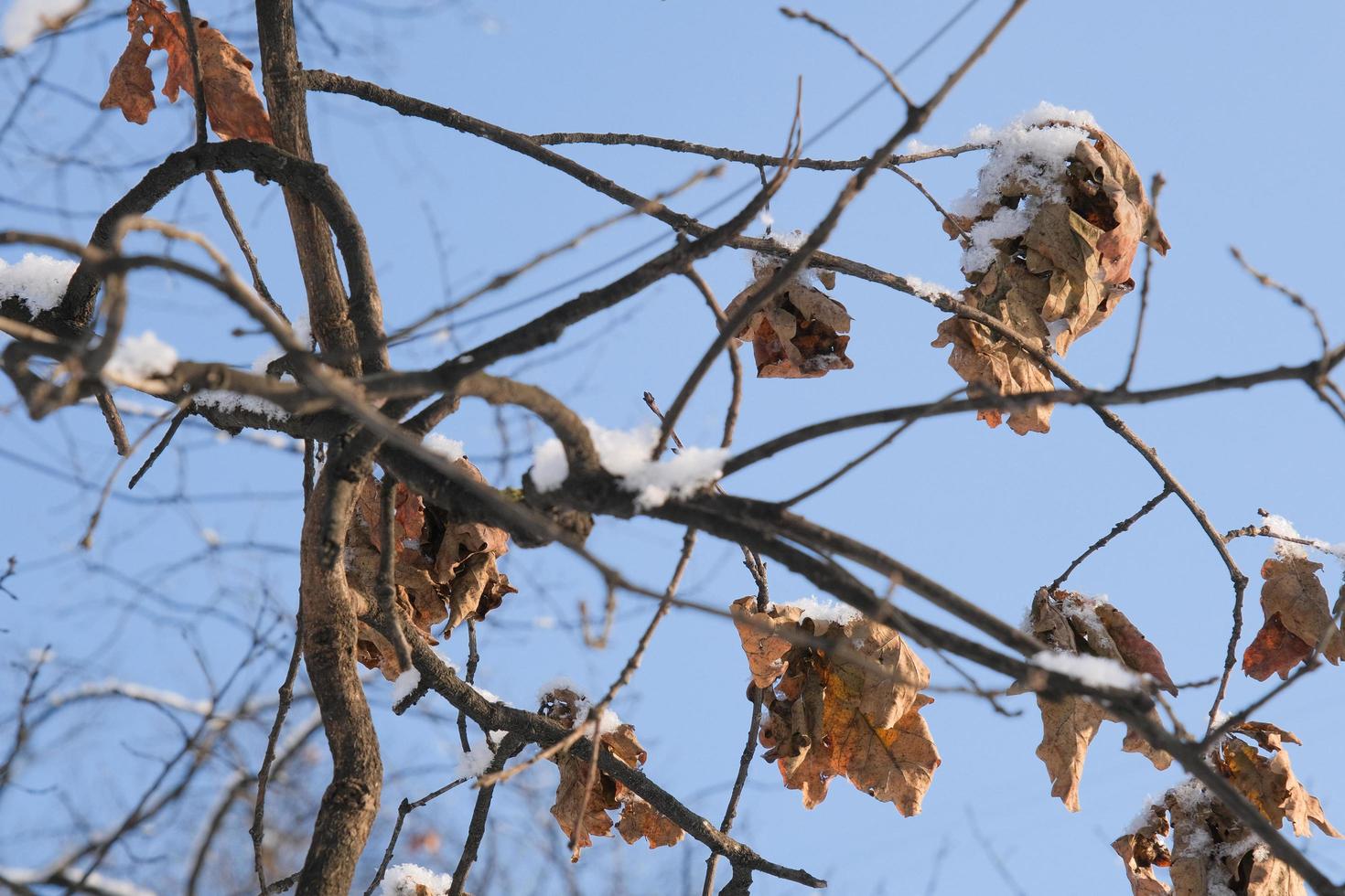 a branch with a dry and dead brown oak tree leaf on the cold photo