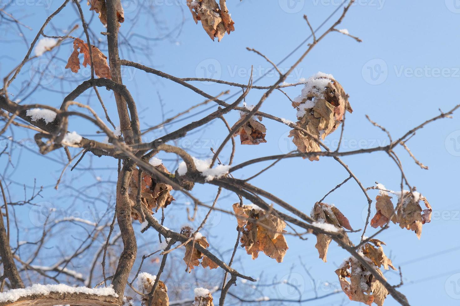 a branch with a dry and dead brown oak tree leaf on the cold photo