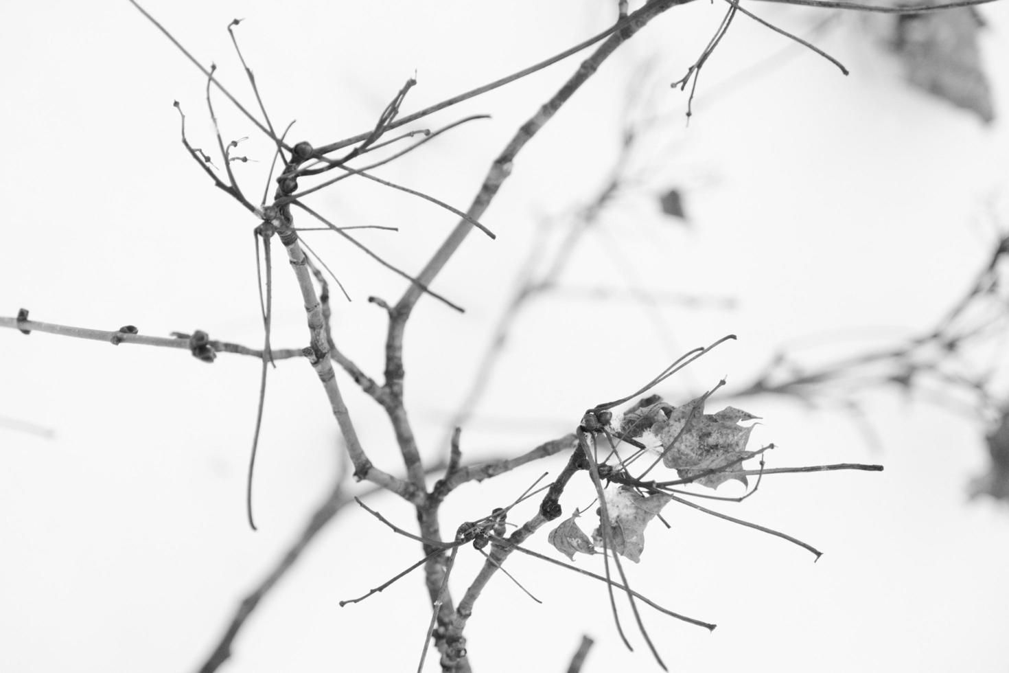 snow covered dry dead tree branches close-up in cold winter weather photo