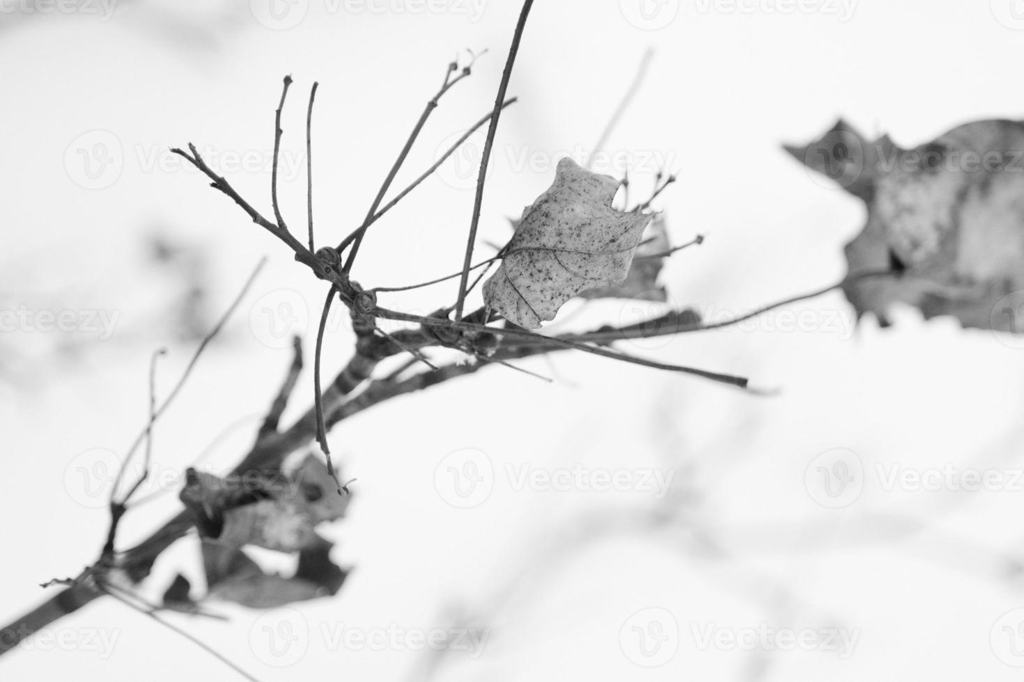 snow covered dry dead tree branches close-up in cold winter weather photo