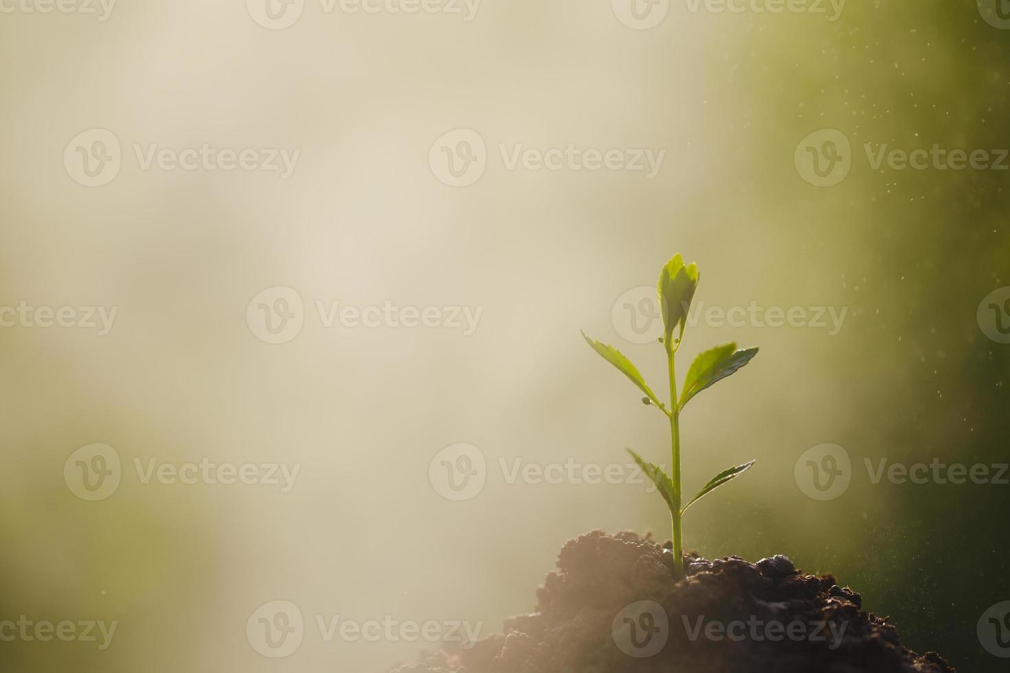 Young plant growing in garden photo