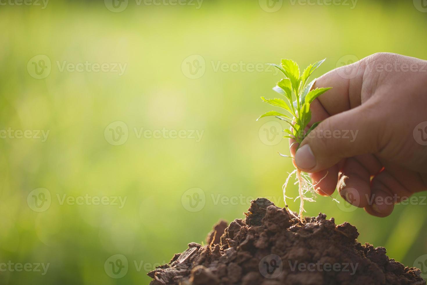 concepto de plantación y crecimiento foto