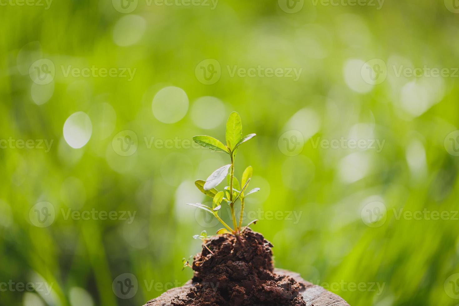 Young plant growing in garden photo