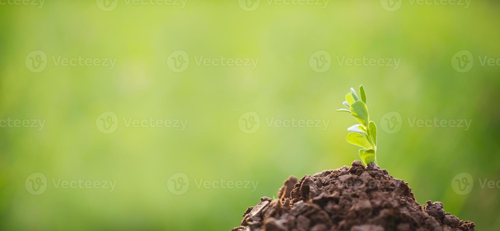 Young plant growing in garden photo