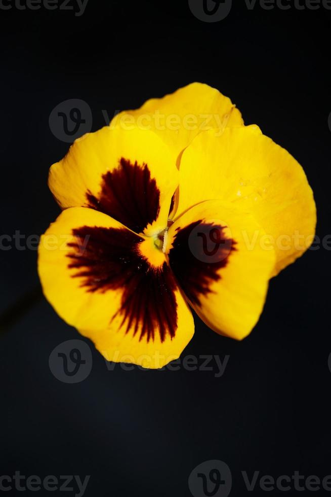 Viola flower blossom family violaceae close up botanical print photo