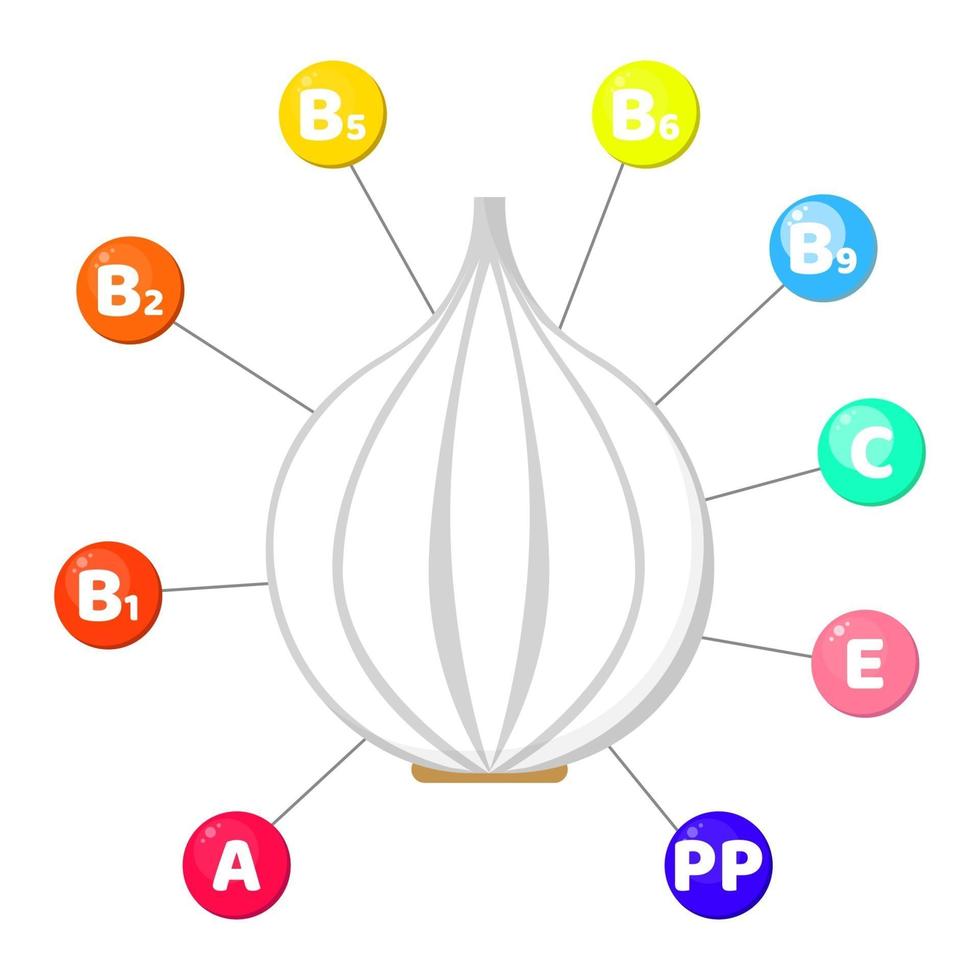 vitaminas contenidas en verduras. ajo vector