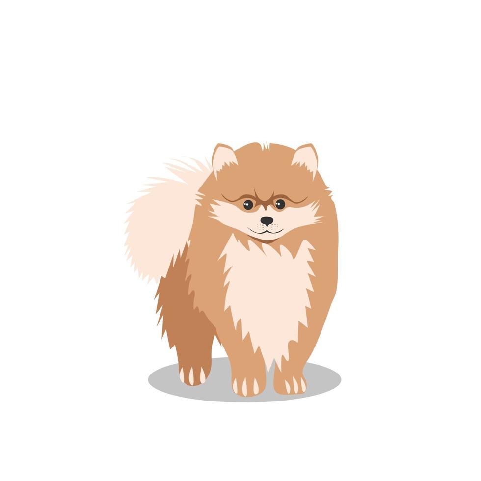 un perro pequeño de la raza pomerania vector