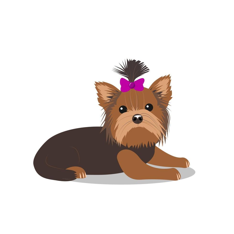 lindo perro de la raza yorkshire terrier vector