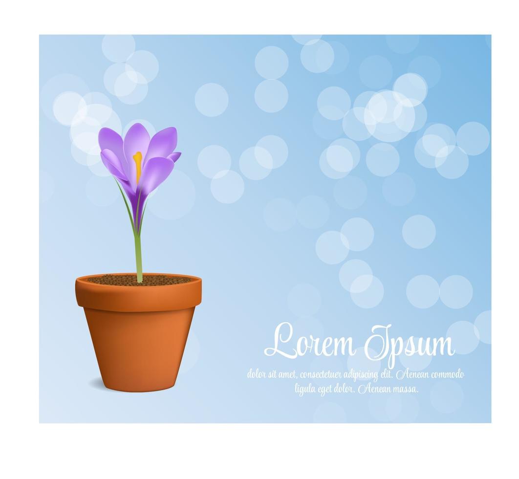 Vector illustration of crocus flower