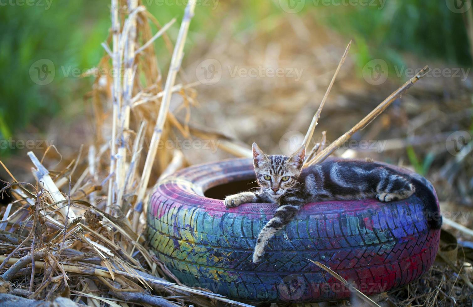Sweet Animal Pet Cat photo