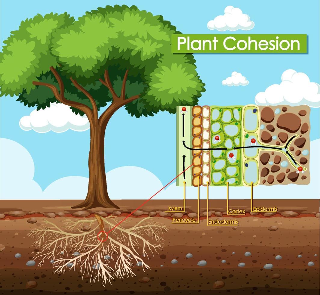Diagram showing Plant Cohesion vector
