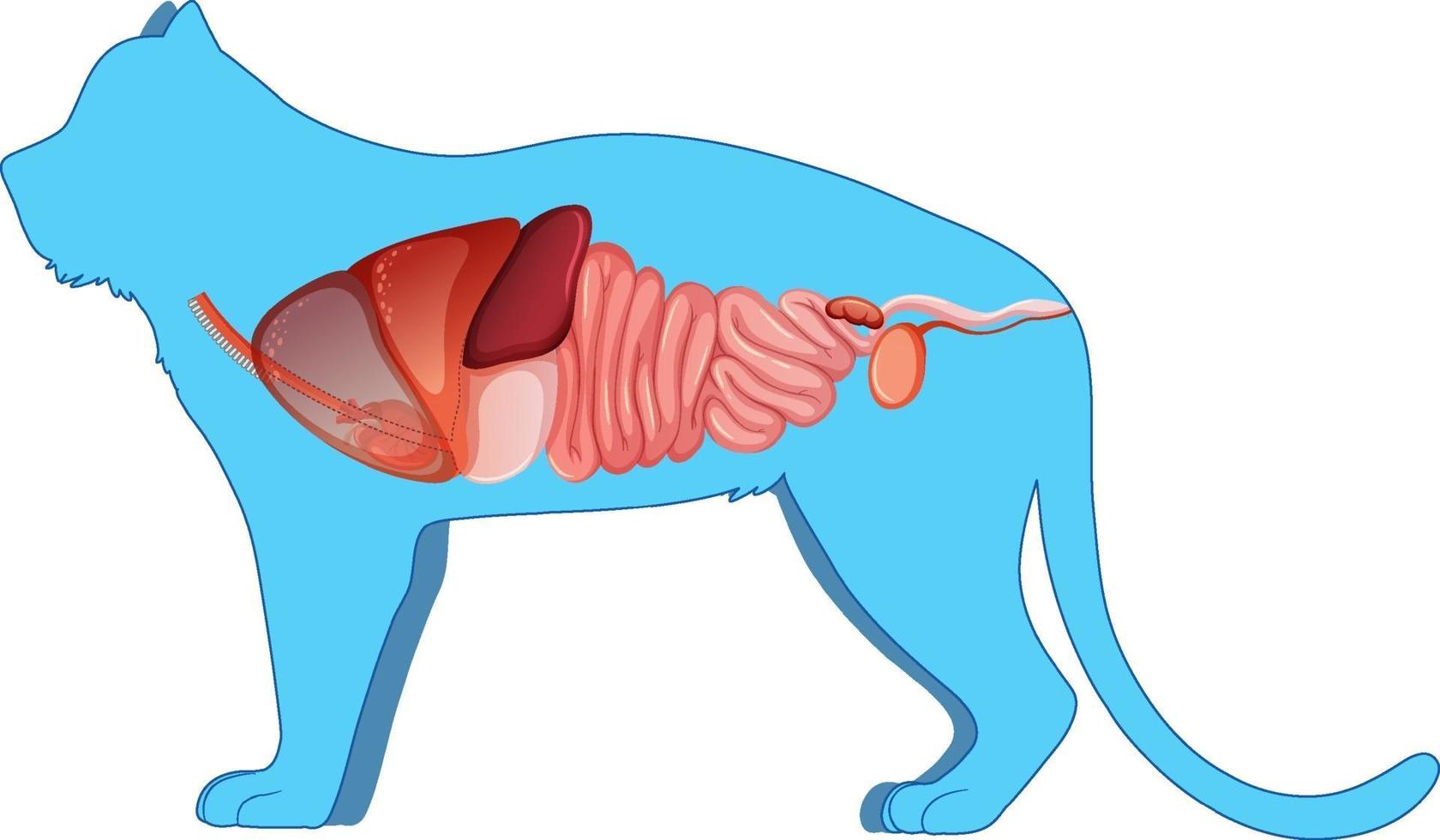 anatomía del gato con estructura de órganos internos vector