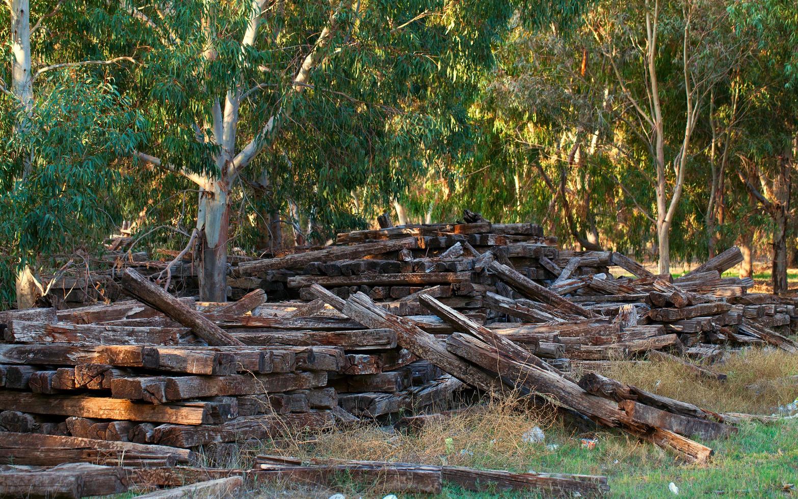 enorme montón de troncos de madera cortada foto