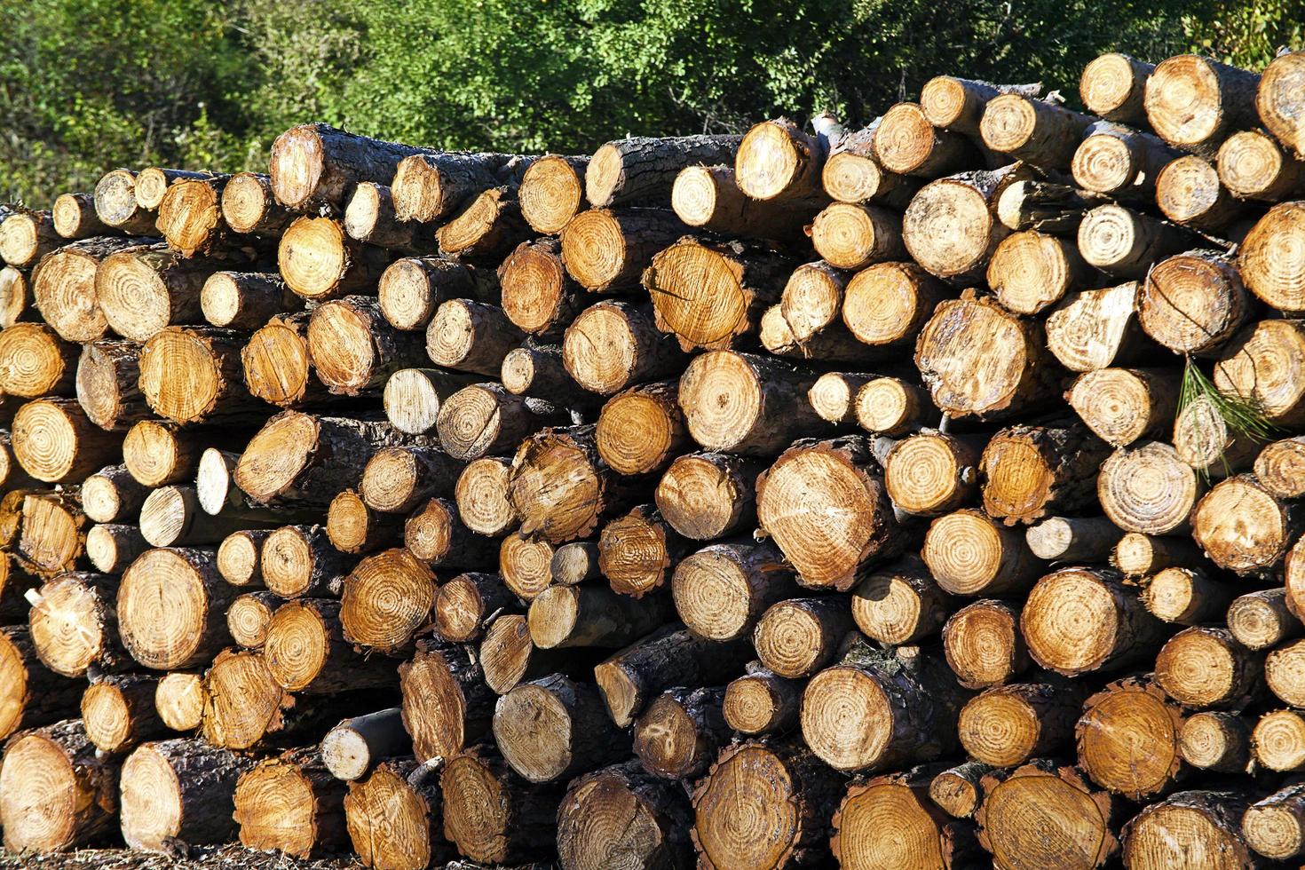 enorme montón de troncos de madera cortada foto