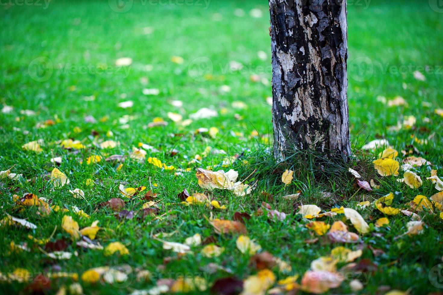 Dry Autumn Leaves in Nature photo