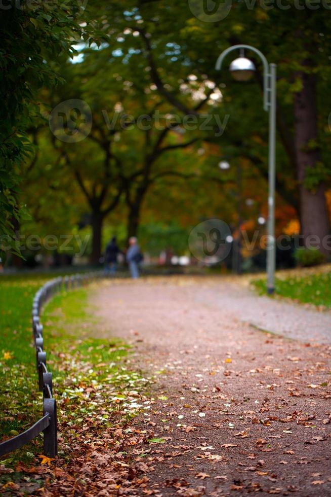 hojas secas de otoño en la naturaleza foto