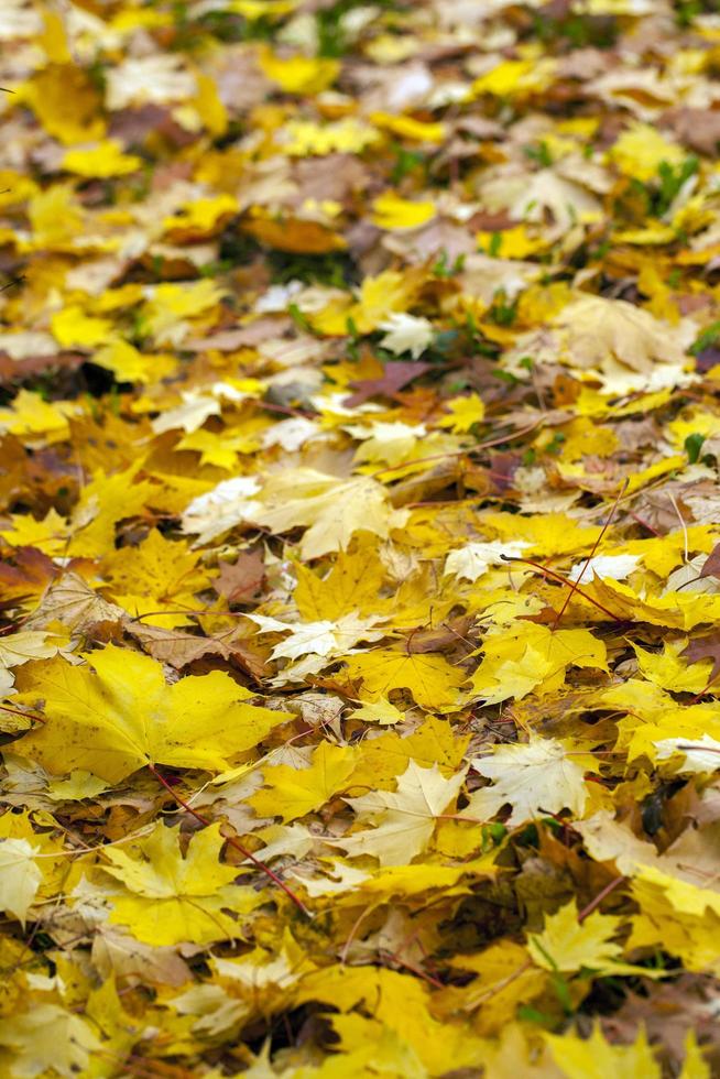 hojas secas de otoño en la naturaleza foto