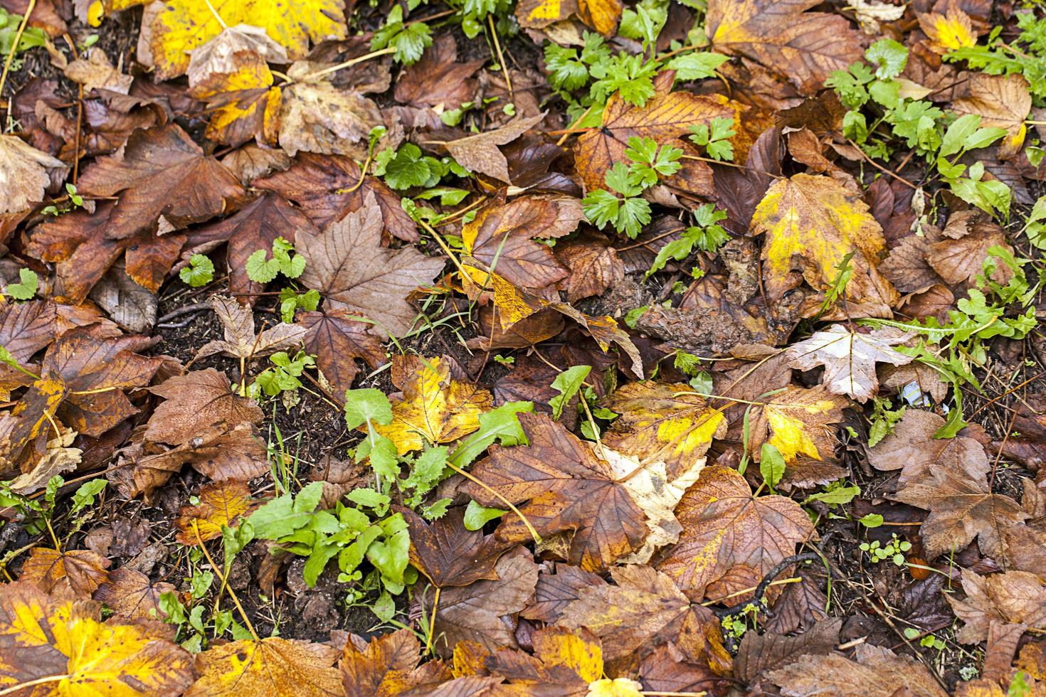 Dry Autumn Leaves in Nature photo