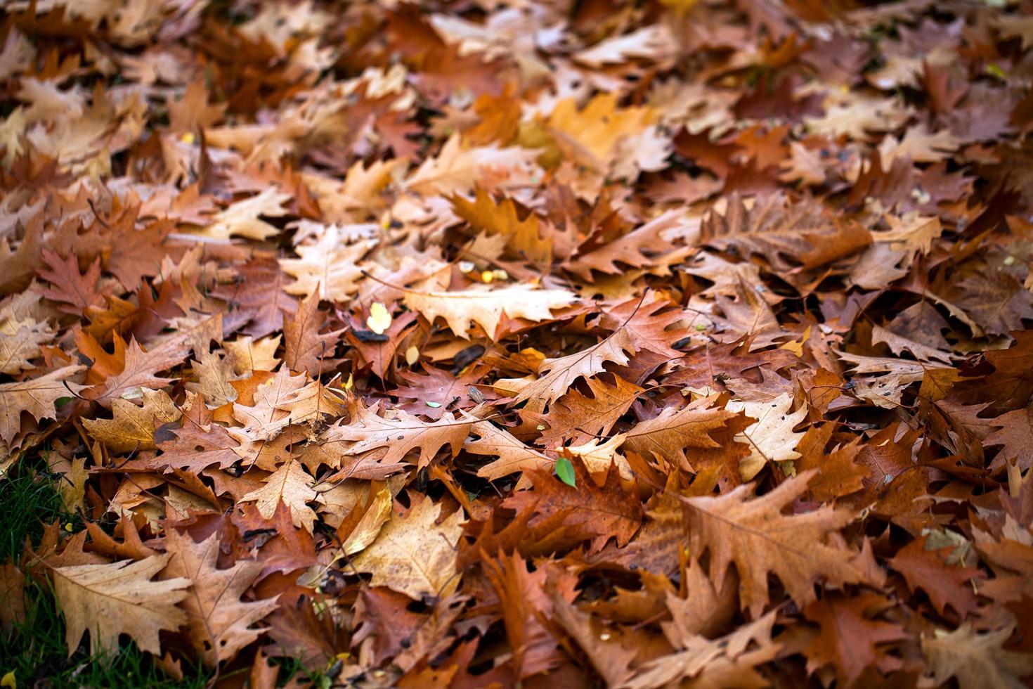 Dry Autumn Leaves in Nature photo