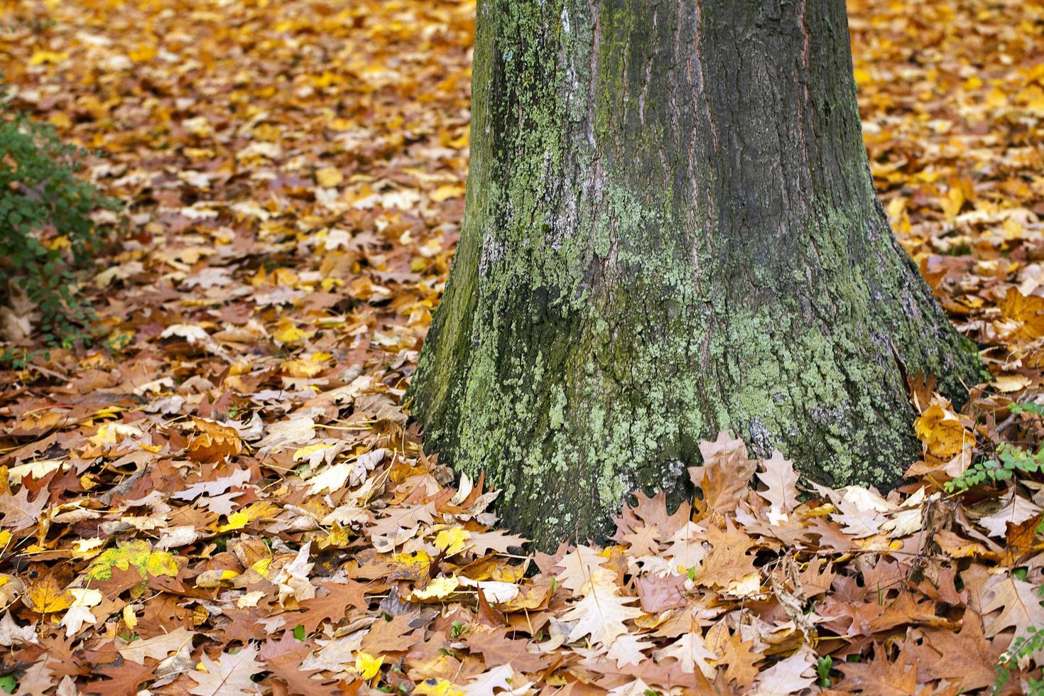 hojas secas de otoño en la naturaleza foto