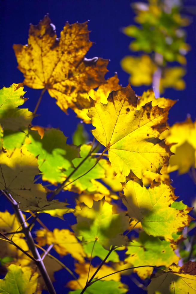 hojas secas de otoño en la naturaleza foto