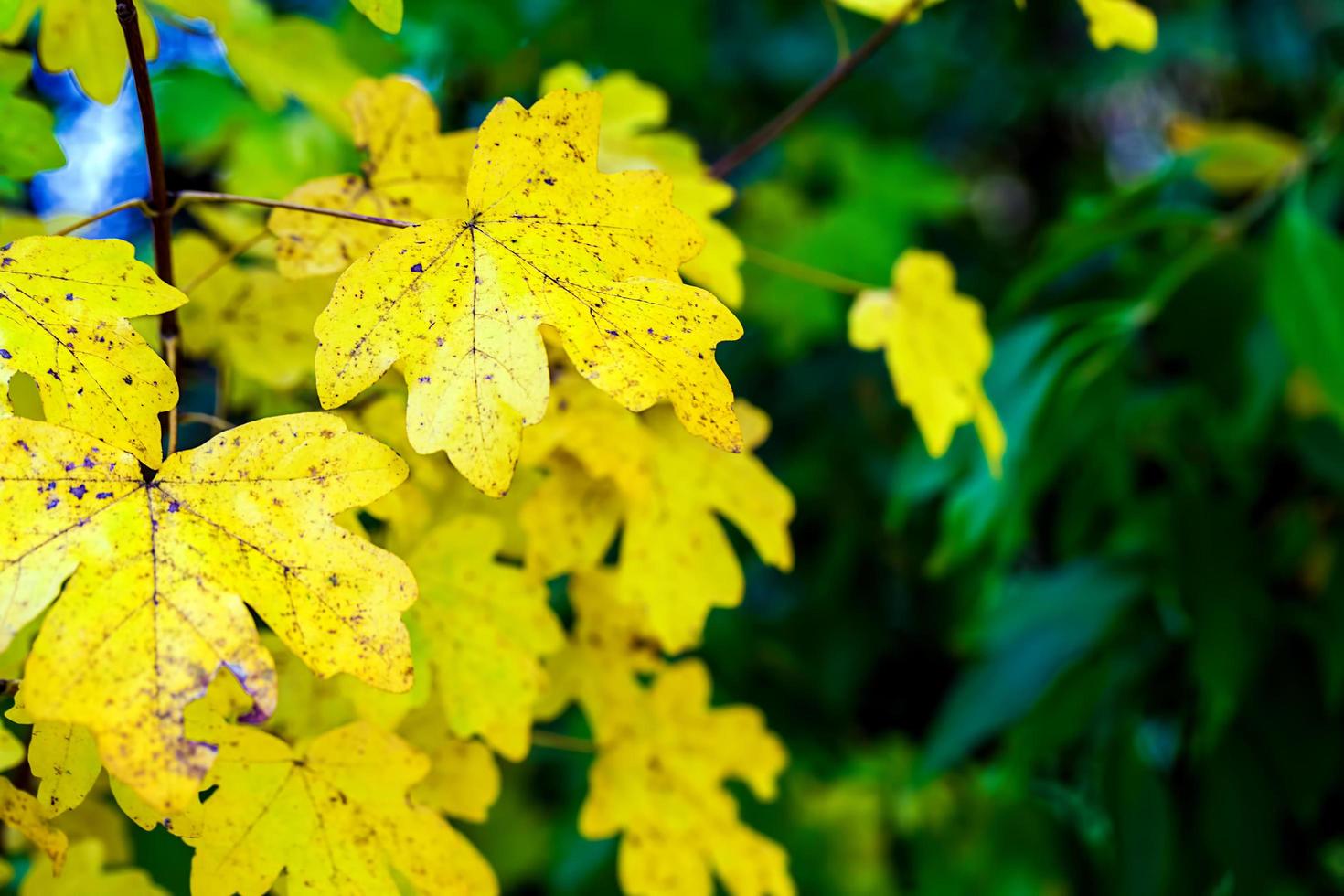 Dry Autumn Leaves in Nature photo