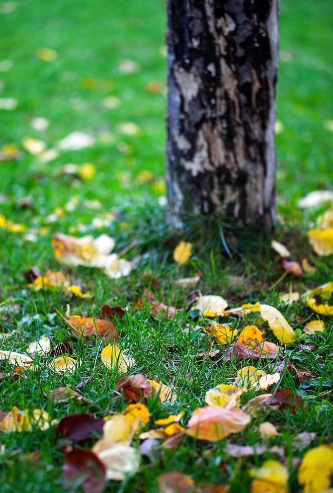 Dry Autumn Leaves in Nature photo