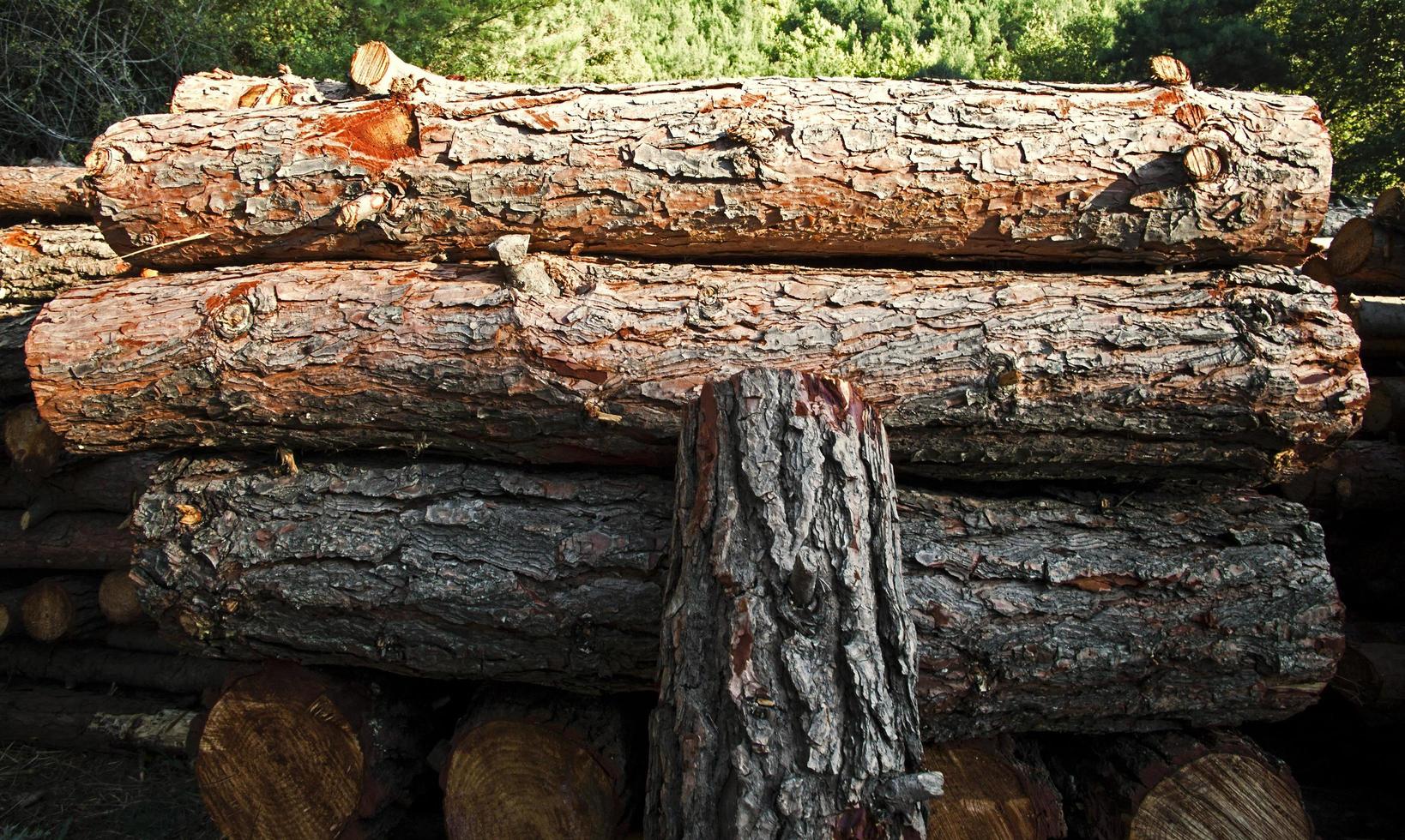 tronco de madera cortada en la naturaleza foto