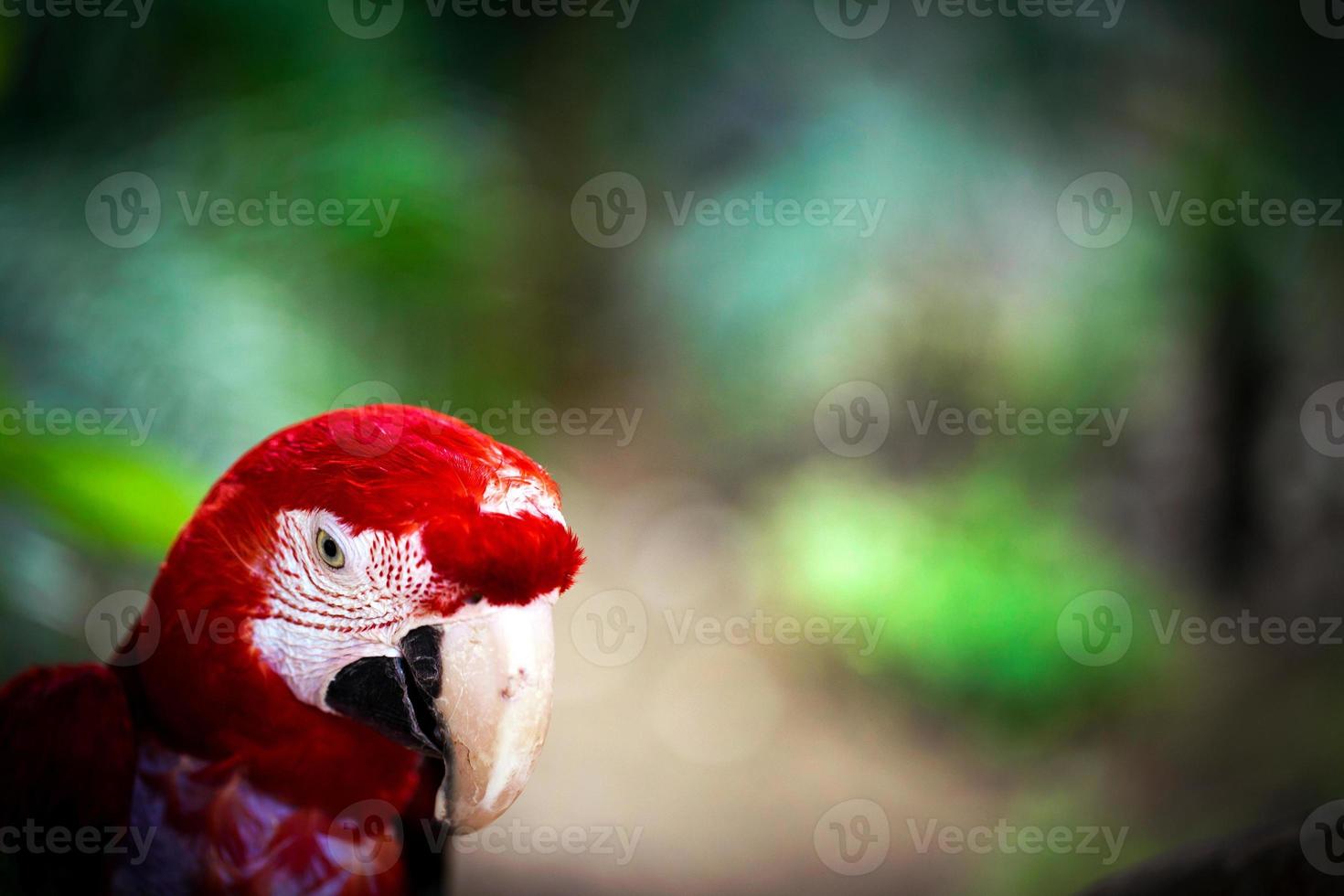 loro pájaro animal con plumas de colores foto