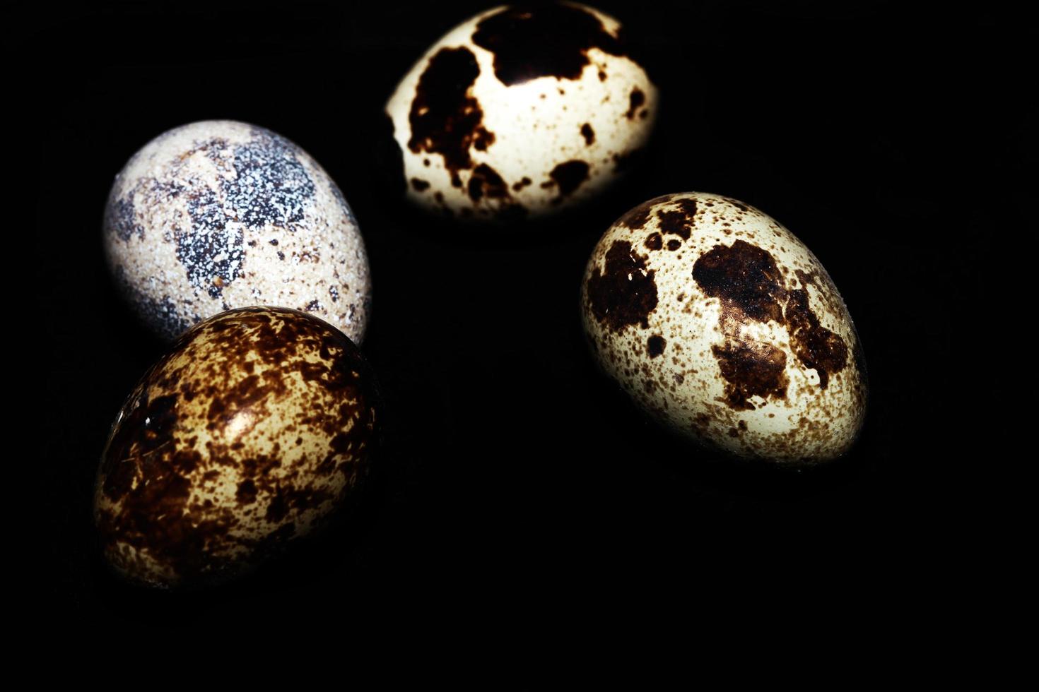 Animal Small Bird Egg Food photo