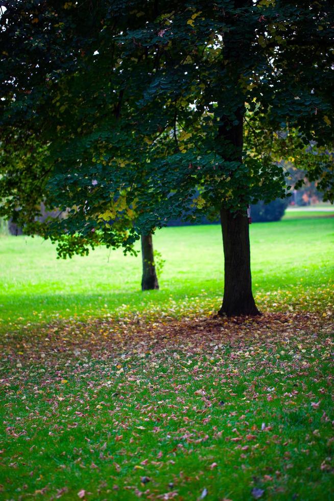 Seasonal Trees and Roads Green Nature in Park photo