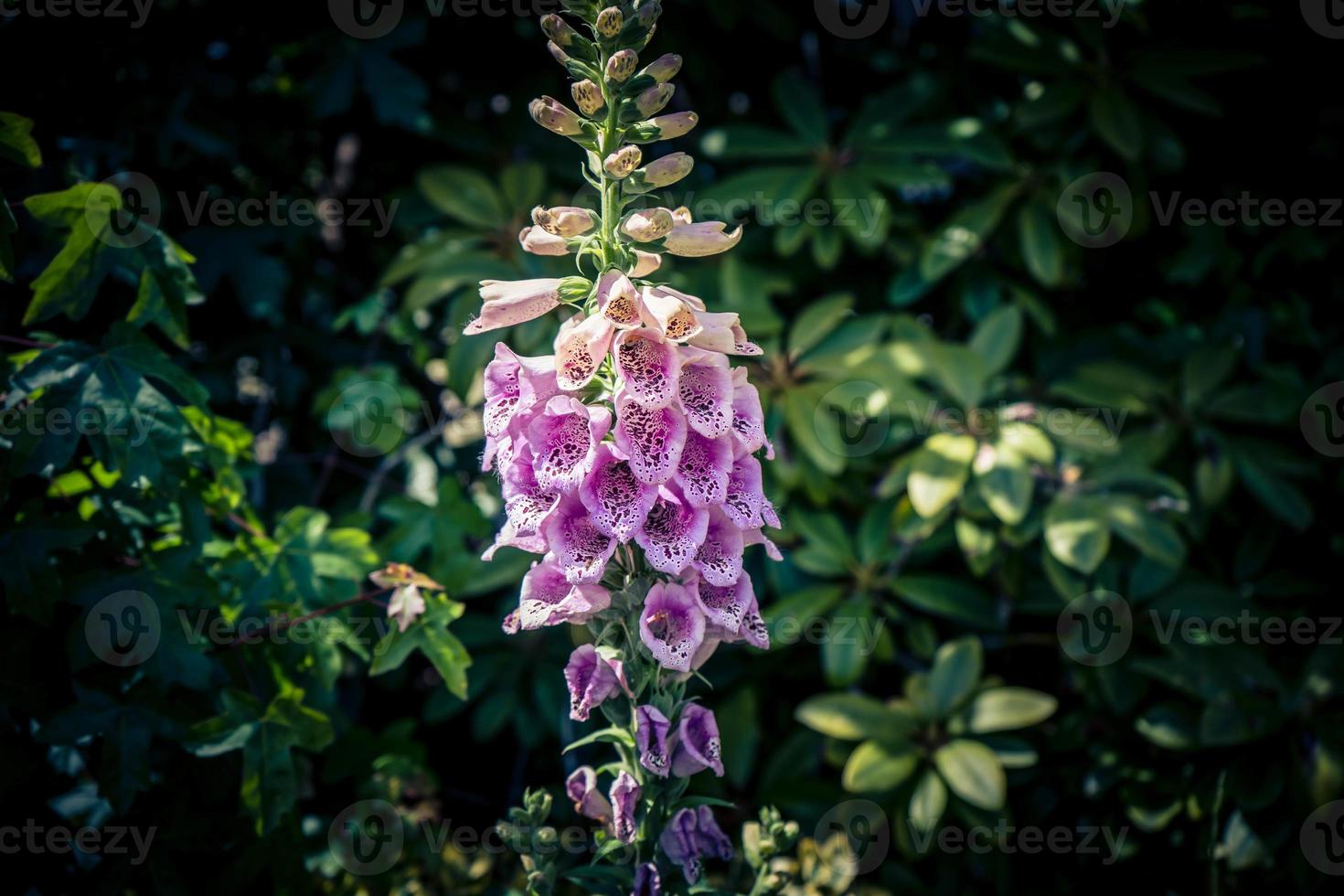 la hermosa pero tóxica planta de digitalis rosa foto