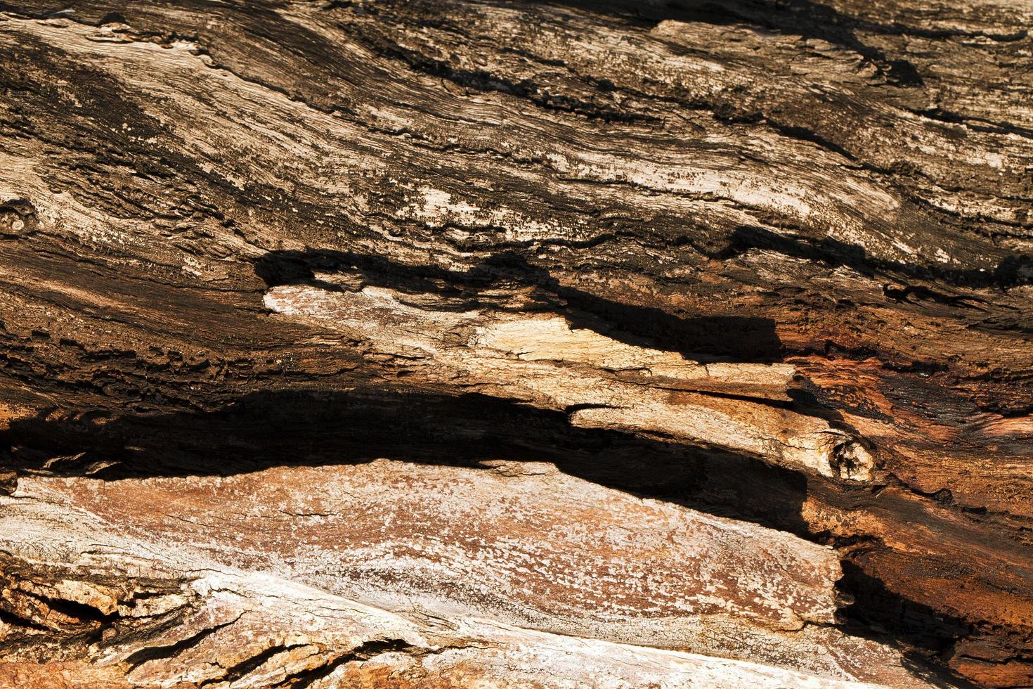 tronco de corteza de madera de árbol natural foto